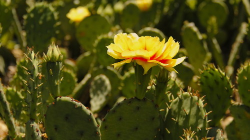 desert flower