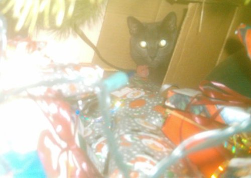 Too much flash, but this is Keichan&rsquo;s favorite place to be - a stray box under the tree!(s