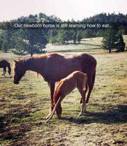 tastefullyoffensive:  Downward-facing horse. (photo by well_theresthat)