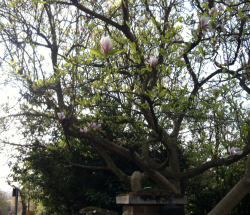 pastel-biatchs:  Saw a beautiful tree today💞