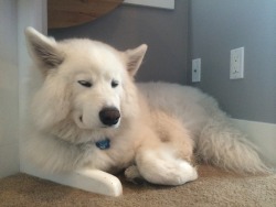 skookumthesamoyed:  Portraits of Skookum, at rest in his micro-loft (including where he was curious and smelled my phone)