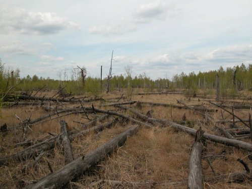 rainbrolly: Forests Around Chernobyl Aren’t Decaying Properly “It wasn’t just peop