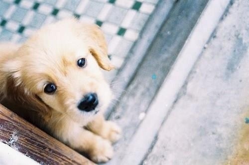 effortlessly-cute:  Pictures Of Golden Retriever Puppies That Will Brighten Your Day 