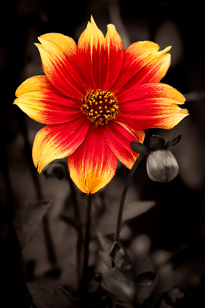 tinnacriss:  (via 500px / On Fire by David Kelly)