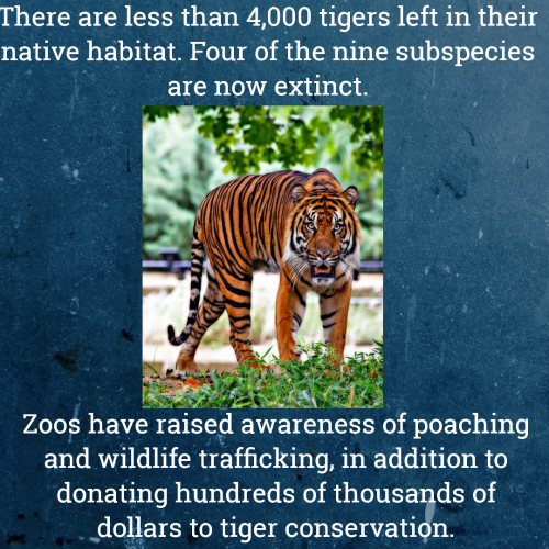 Zoos help, support, and lead conservation efforts. In doing so they save species from extinction. #B
