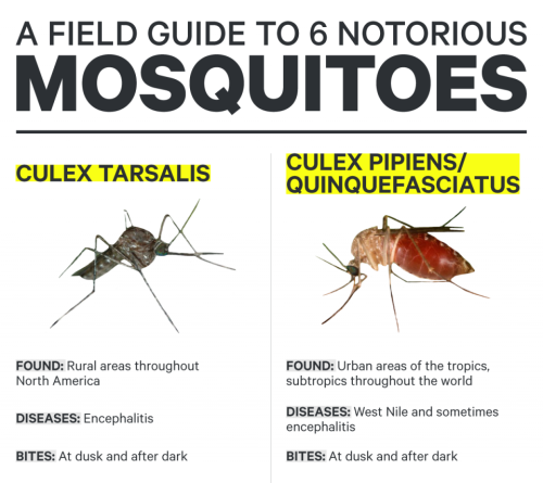 GROSS BUT HELPFUL: Use this field guide to identify mosquitoes that carry the Zika virusMosquitoes m