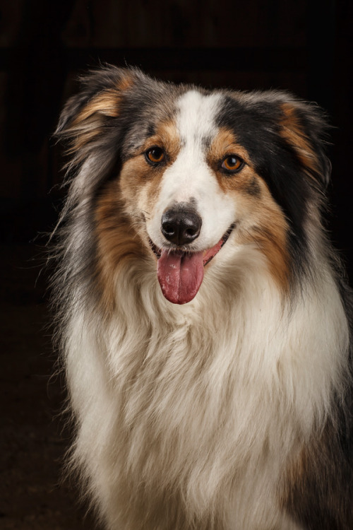 Boeder Collie Mix Dog via barbaraobrienphoto2015day.tumblr.com 