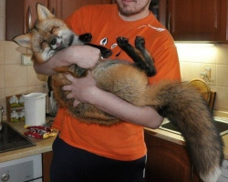 sweet-bitsy:  thebigblackwolfe:  LOOK AT THIS LOOK AT THIS HAPPY ASS FOX  OH GOSH THOSE FEETSIES 