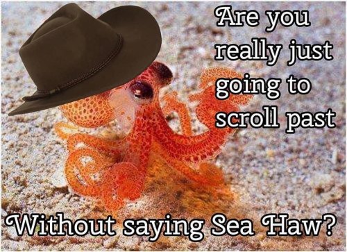 badsciencejokes: Sea Haw, y’all!— view on Instagram https://ift.tt/2ORKk1T