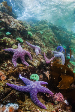 thelovelyseas:    Purple Sea stars along