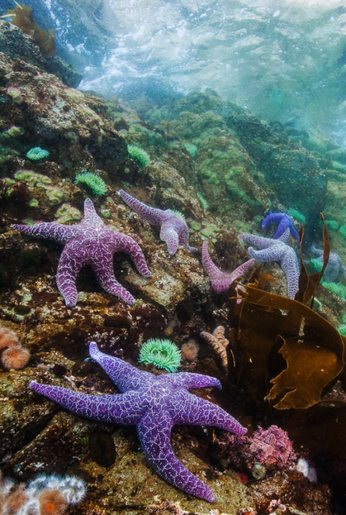thelovelyseas:Purple Sea stars along with Green Surf Anemones and small Plumose Anemones enjoying th