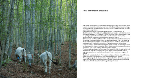 La Rete Dei Riti Arborei Lucani Raccoglie 9 Paesi Della Basilicata Che Condividono Da Millenni Un Patrimonio