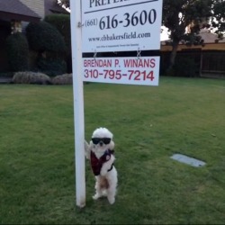 crewnex:  Brendan seems like a weird dog name at first until you find out he’s the best real estate agent in Bakersfield 