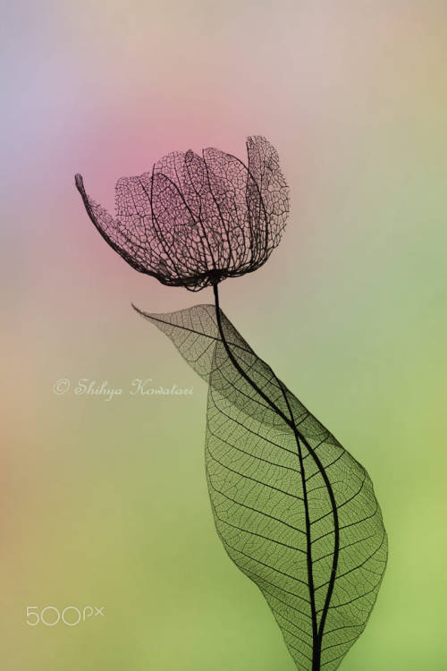 One Flower One Leaf by Shihya Kowatari