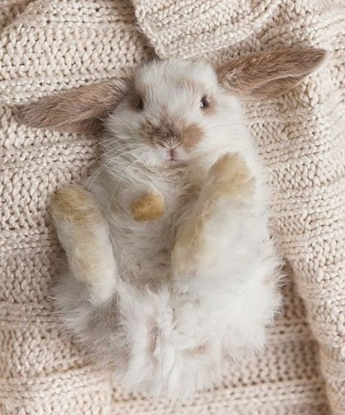 mahinabunny:  🌸Sweet Precious Bunnies🌸  🌸For Sweet & Crafty Bunny Finds .. Mini Paintings, Sock bunnies & more.. please visit: https://www.etsy.com/shop/MahinaBunnyCreations 🌸 Mahalo !!!🌸