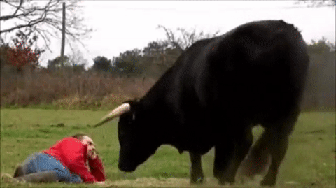 onlylolgifs:  bull sit!