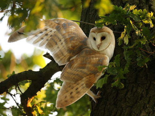 featheroftheowl:Barn Owl by mikejrae