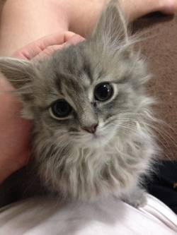 awwww-cute:  Could I please chase the laser