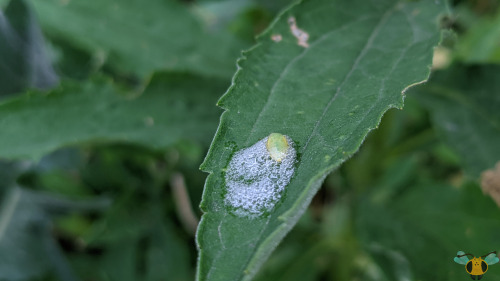 Meadow Spittlebug Nymph - Philaenus spumariusSpit! Has someone passed by these plants and purposely 