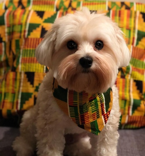 #WakandaForever  #kenzo #morkie #blackpanther #marvel #wakanda #morkierules #morkielove #morkiesofin