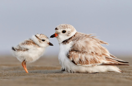 nubbsgalore - a mother piping plover on massachusetts’s plum...
