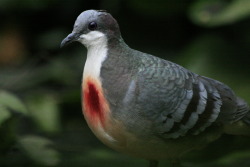 astronomy-to-zoology:  Luzon Bleeding-Heart (Gallicolumba luzonica)  is a species of ground dove native to the islands of Luzon and Polillo in the Philippines. They get the name bleeding heart due to a unusual splash of blood red feathers on the centre