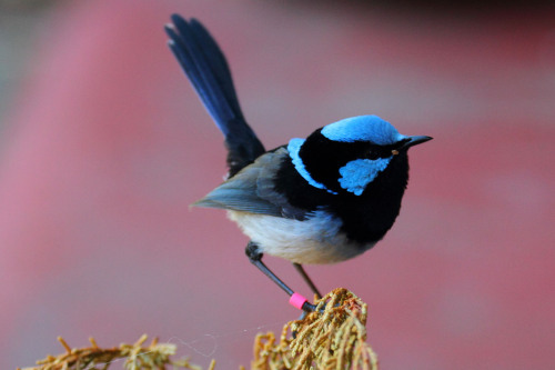 ilovemoss1998:also take a look at (some of) australias fairy wrens i love them, in order: splendid f