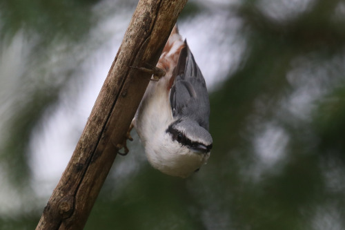 michaelnordeman:Nuthatch/nötväcka.