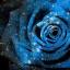 galactica-rose