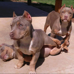 The-Unfriendlyblackhottie:  Phoeni-Xx:  Ajxklein:  Beautiful Tri Babies.  The Little