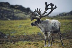 There’s an older woman in Alaska who runs