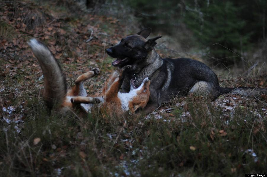 The Fox &amp; the Shepard. Beautiful friends. -fms