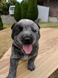 endless-puppies:  Happy puppy!