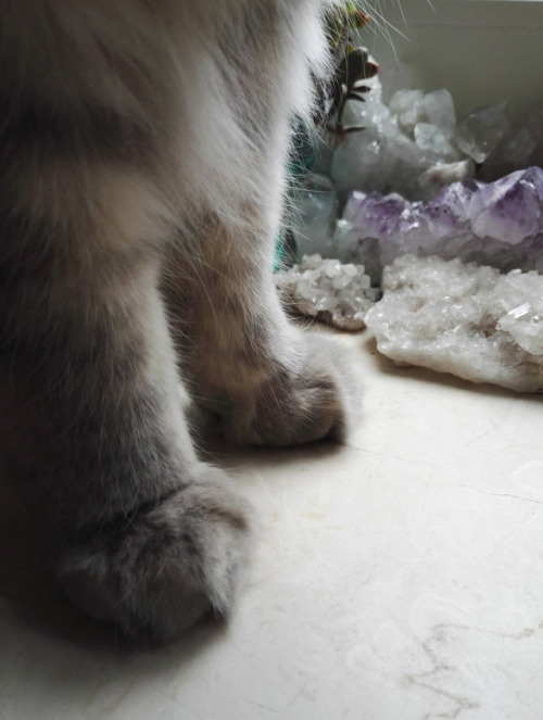 Crystal paws