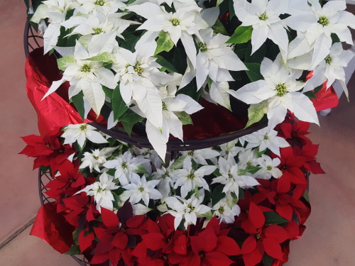 I Feel Like Talking About Poinsettia Varieties This Fine Evening So That's What I'm Going To Do
