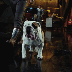 Your Opinion On Pugs/bulldogs/other Brachy Breeds