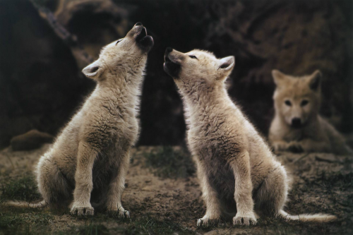 nubbsgalore:  photos by jim brandenburg, who spent three summers thirty years ago following a pack of arctic wolves on ellesmere island, near the north pole. the wolves, raised in the isolation of the high canadian arctic, had no instinctive fear of