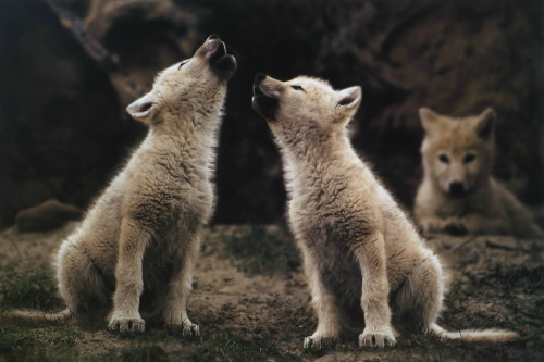 nubbsgalore:photos by jim brandenburg, who spent three summers thirty years ago following a pack of arctic wolves on ell