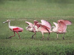 strix-tristitia:  One of the cutest scenes I’ve ever witnessed! Three eager spoonbill bebs begging and chasing mama up and down this patch of grass in the park. The look on her face says it all. 