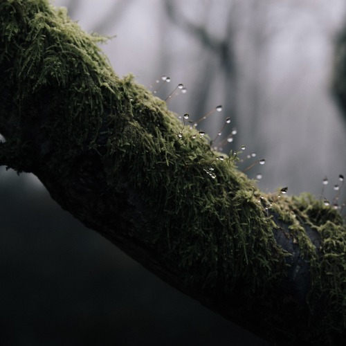 Forest Squares - SomersetPhotographed by Freddie Ardley - Instagram @freddieardley