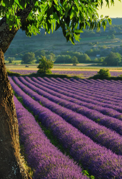 travelingcolors:  Lavender Fields, Provence