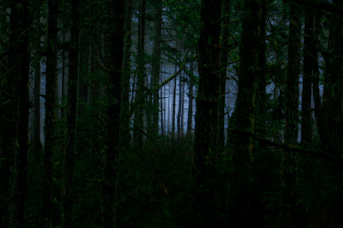 steepravine: Spooky Forest (Point Reyes, California - 12/2014)