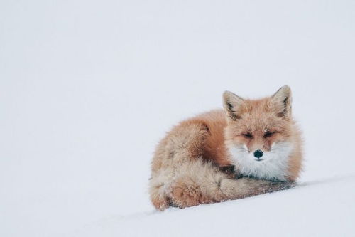  Breathtaking Photos of Wild Foxes in Russia’s Snowy Landscape In the cold depths of Russia’s northeastern Chukotka region, Magadan-based photographer Ivan Kislov captures colorful signs of life in the snow through his breathtaking images of foxes