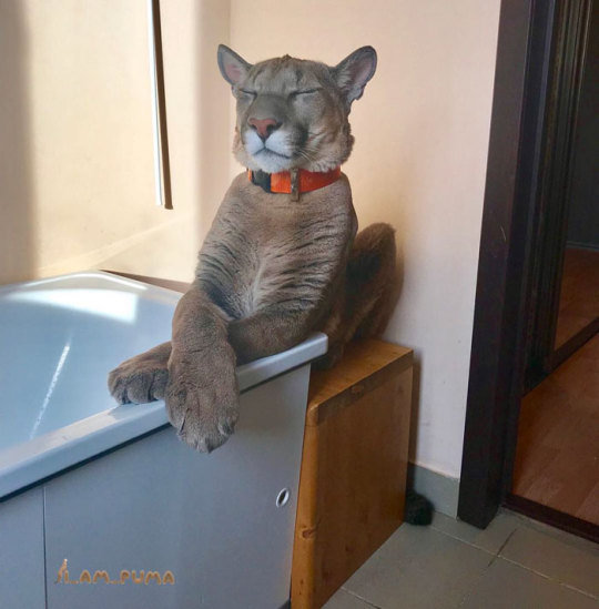 Puma Rescued From A Contact-Type Zoo Can’t Be Released Into The Wild, Lives As A Spoiled House Cat