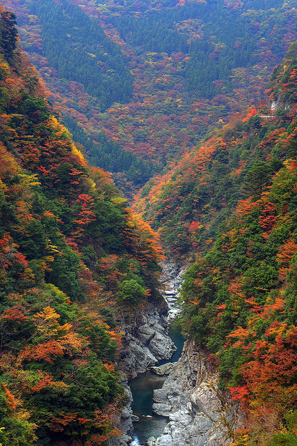 Autumn colours in Iya Valley, Tokushima, Japan