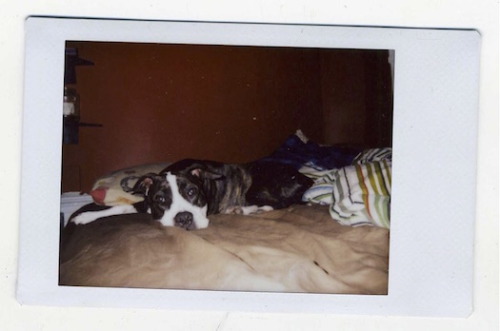 Floss.Brooklyn 2016one of many “dog on bed” polaroids