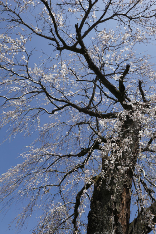 expressions-of-nature: Old Cherry : MUSAPOO (Air Eye)