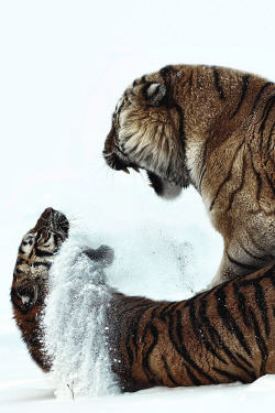 motivationsforlife:Snow fight by Paul Keates