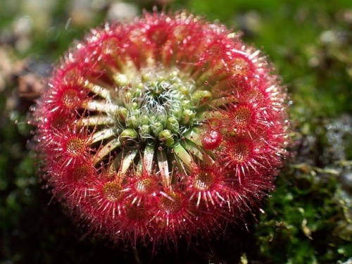 Drosera occidentalis var. microscapa(via)