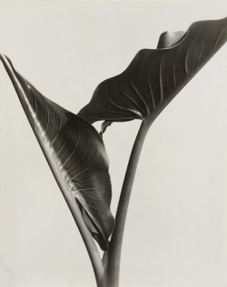 theories-of:  imogen cunningham-cala leaves 1932 